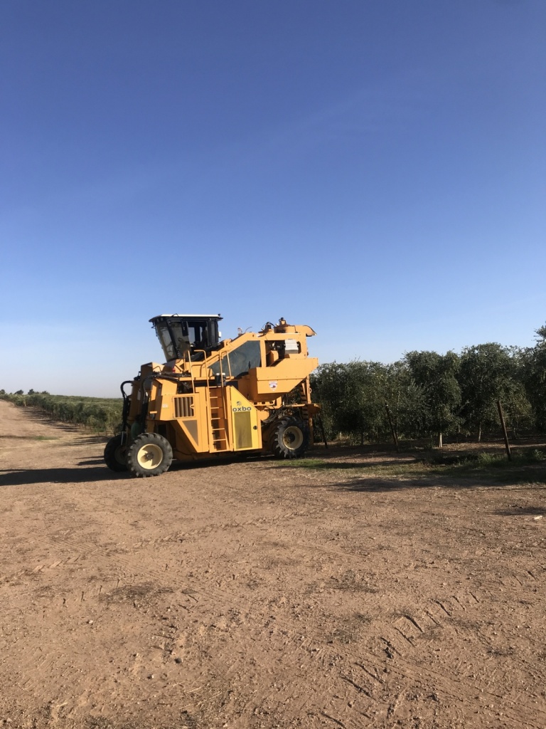 cobram estate olive oil