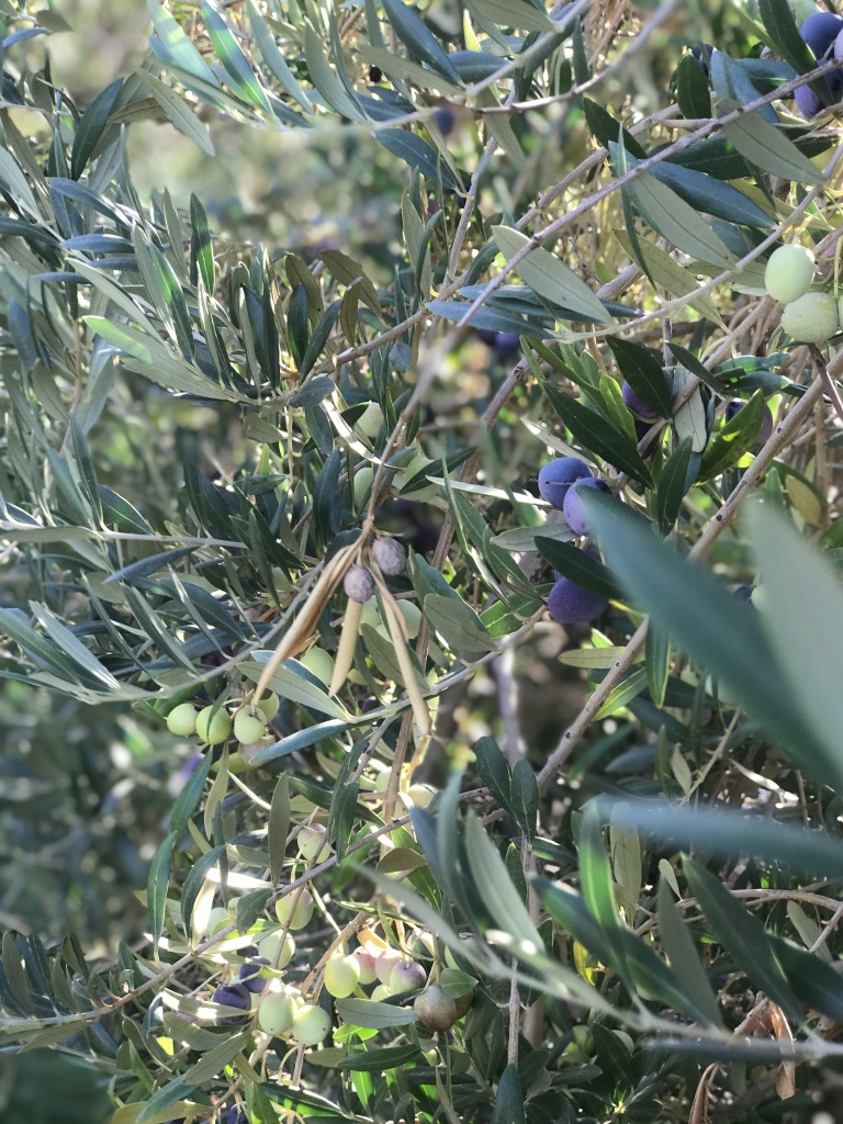 cobram estate olive oil