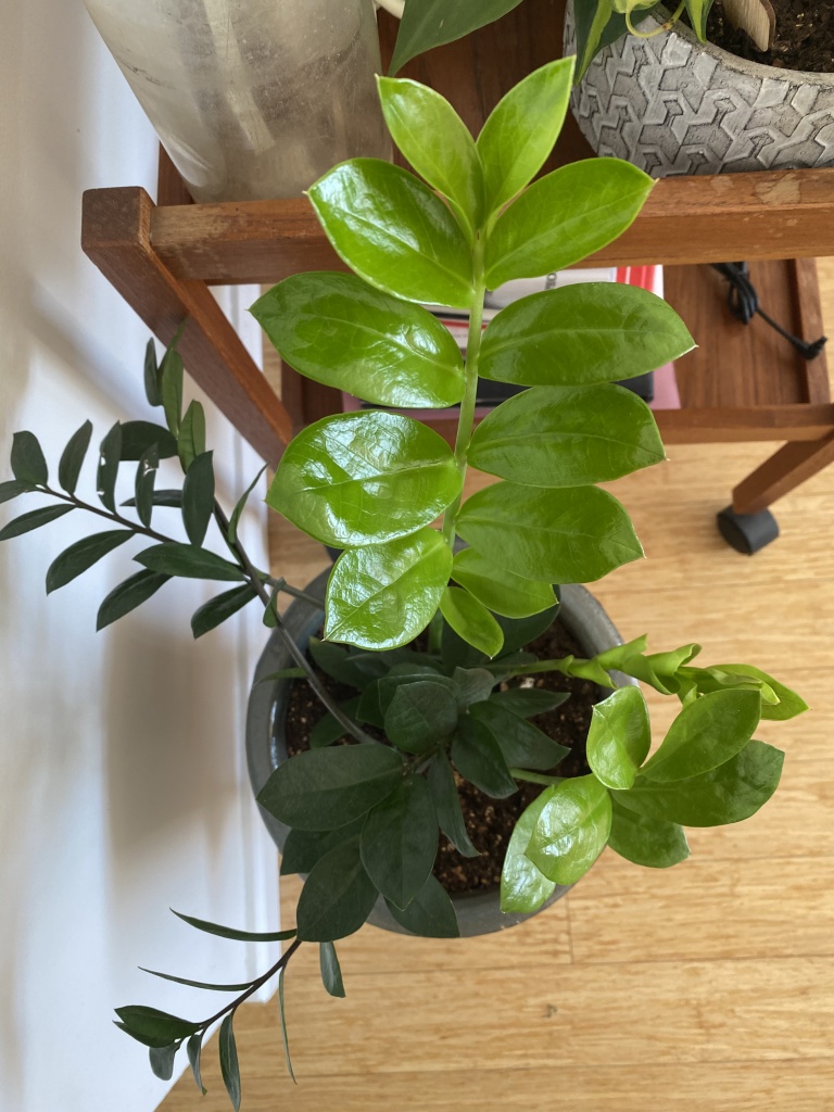 houseplants alive