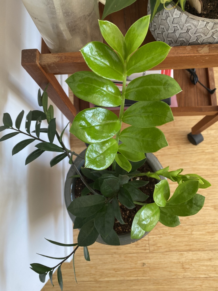 houseplants alive 