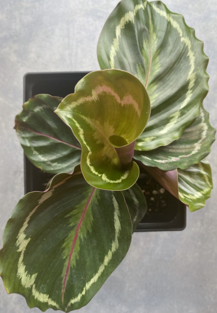 houseplants alive
