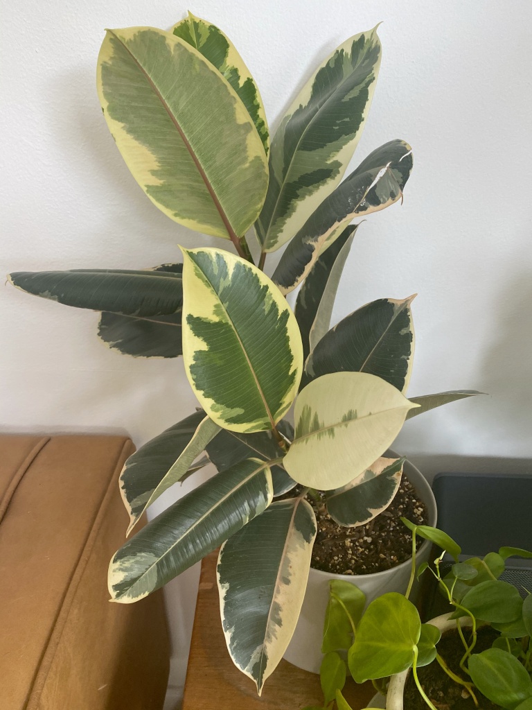houseplants alive