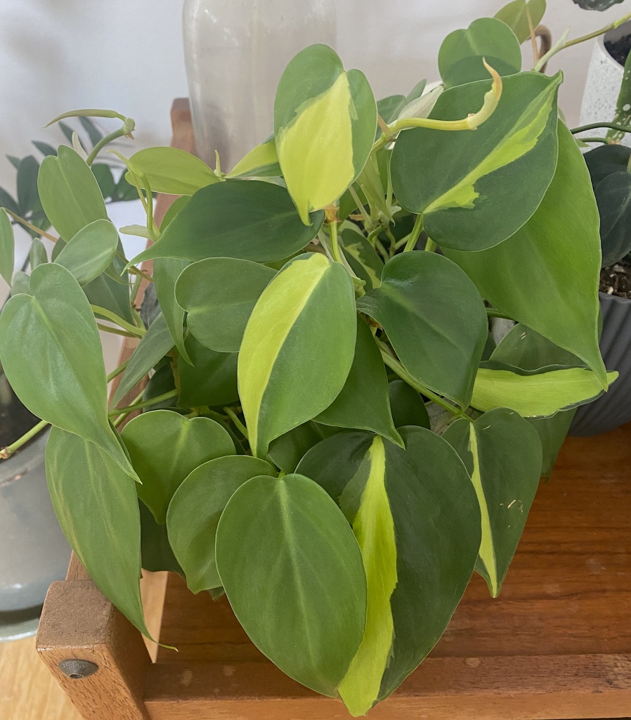 houseplants alive