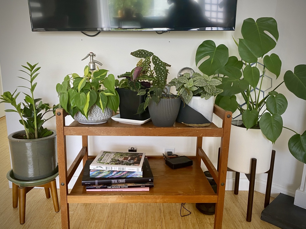 houseplants alive