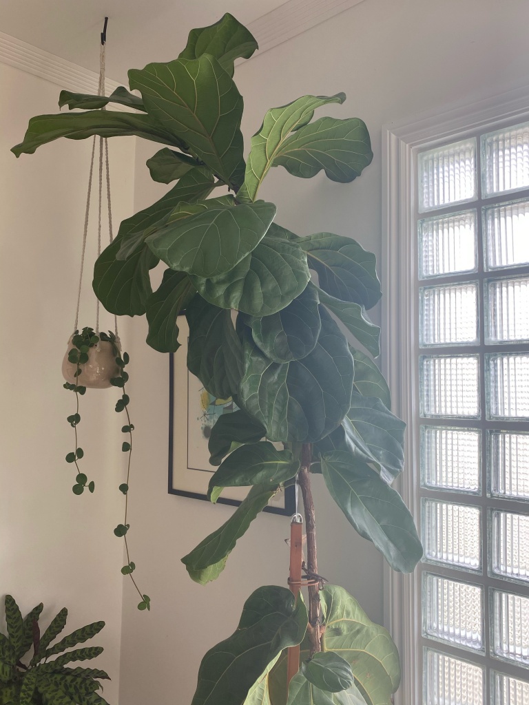 houseplants alive