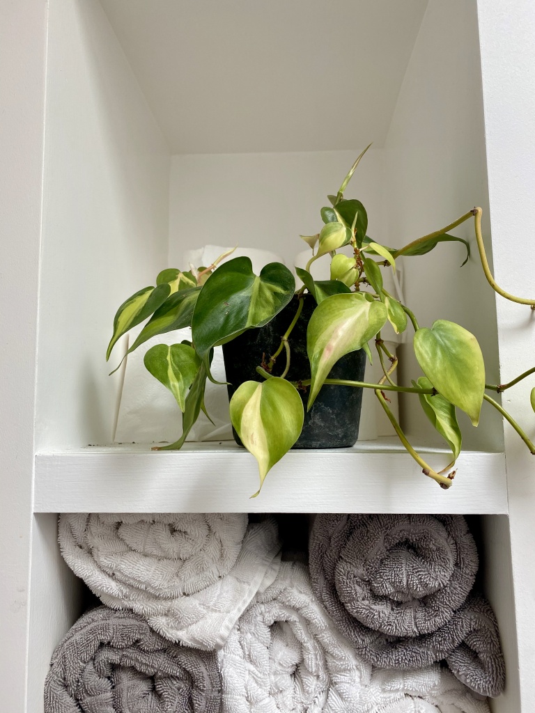 houseplants alive