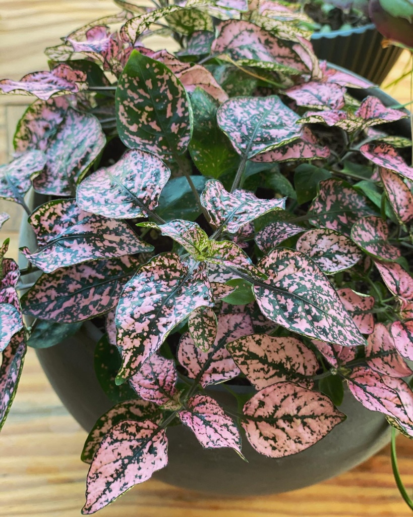 my top 5 tips for keeping houseplants alive (and thriving)