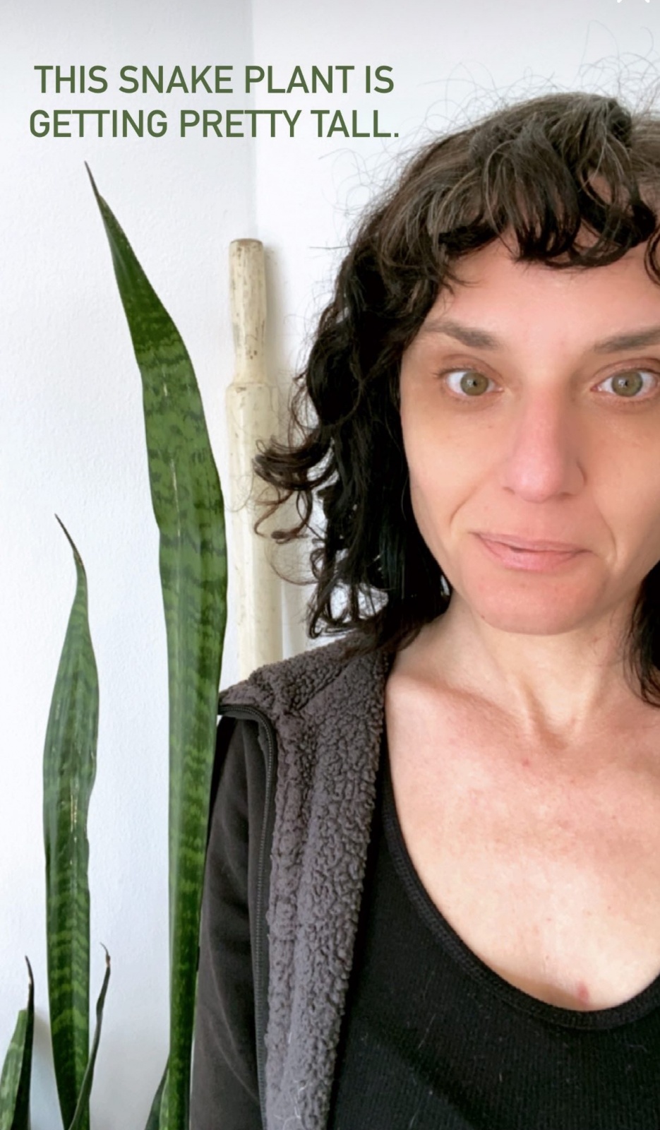 my top 5 tips for keeping houseplants alive (and thriving)